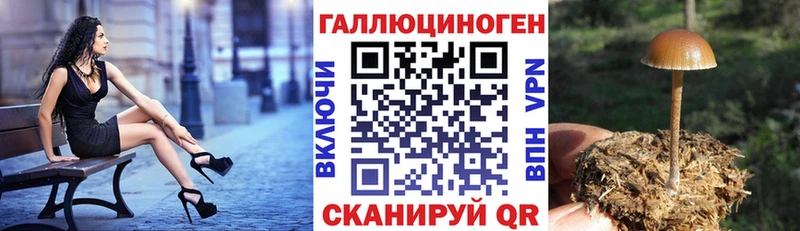 Псилоцибиновые грибы Cubensis  Надым 